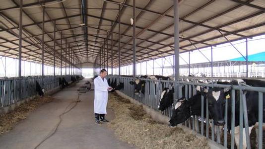 奶牛場降溫安裝超大型工業吊扇圖片